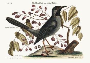 De Roodpootlijster, 1749-73 door Mark Catesby